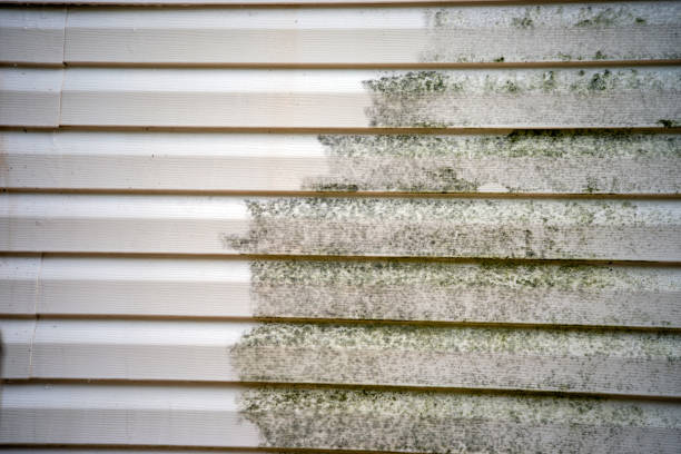 Best Basement Cleanout  in Greenback, TN